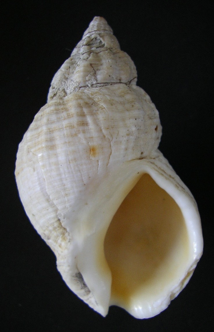 buccinidae